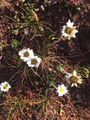 Chrysanthemum integrifolium