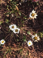 Chrysanthemum integrifolium