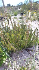 Stylapterus fruticulosus