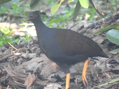 Megapodius reinwardt