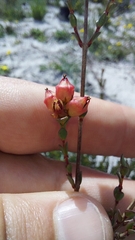 Stylapterus fruticulosus