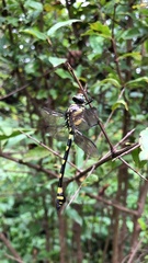 Ictinogomphus rapax