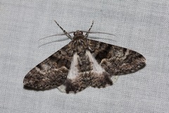 Gastrinodes argoplaca