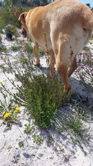 Stylapterus fruticulosus