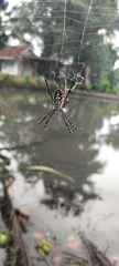Argiope catenulata