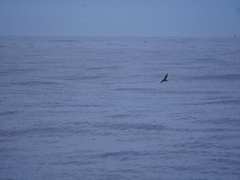 Hydrobates leucorhous