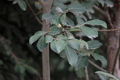 Salix cinerea