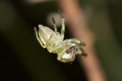 Opisthoncus abnormis