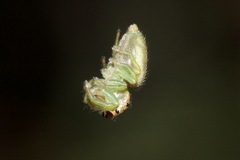 Opisthoncus abnormis