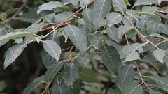Salix cinerea