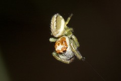 Opisthoncus abnormis