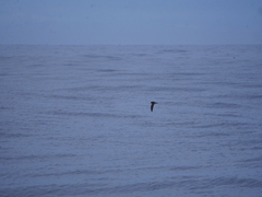 Hydrobates leucorhous