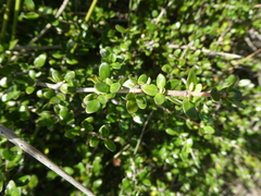 Coprosma
