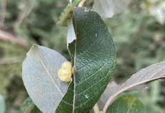 Salix cinerea