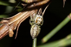 Opisthoncus abnormis