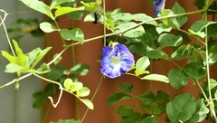 Clitoria ternatea