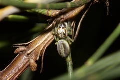 Opisthoncus abnormis