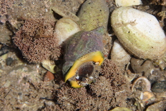 Cominella adspersa