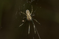 Leucauge dromedaria