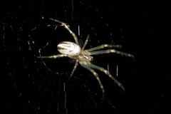 Leucauge dromedaria