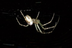 Leucauge dromedaria