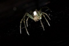 Leucauge dromedaria
