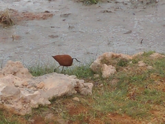 Actophilornis africanus