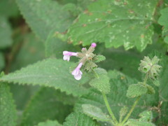 Stachys bullata