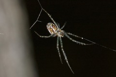 Leucauge dromedaria