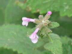 Stachys bullata