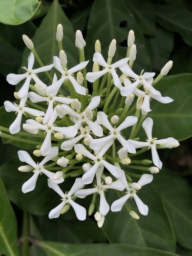 Ixora finlaysoniana