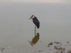 Leptoptilos crumenifer