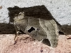 Plagiomimicus pityochromus