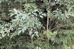 Salix cinerea