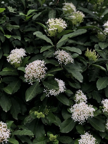 Ixora finlaysoniana
