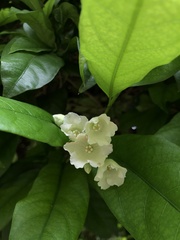 Beaumontiinae