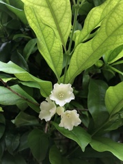 Beaumontiinae