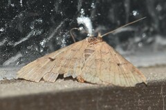 Bleptina caradrinalis