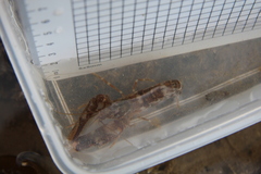 Alpheus novaezealandiae