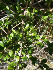 Coprosma