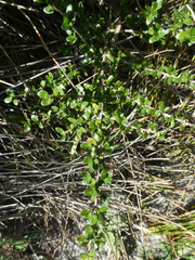 Coprosma