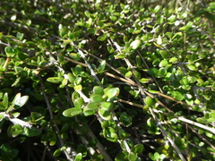 Coprosma