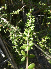 Coprosma