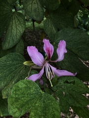 Bauhinia