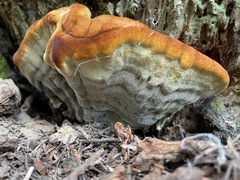 Climacocystis borealis