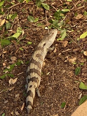Tiliqua scincoides