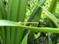 Ceriagrion coromandelianum