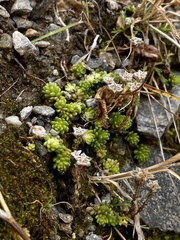 Sedum alpestre