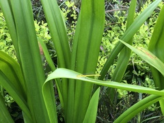 Ceriagrion coromandelianum