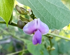 Neustanthus phaseoloides